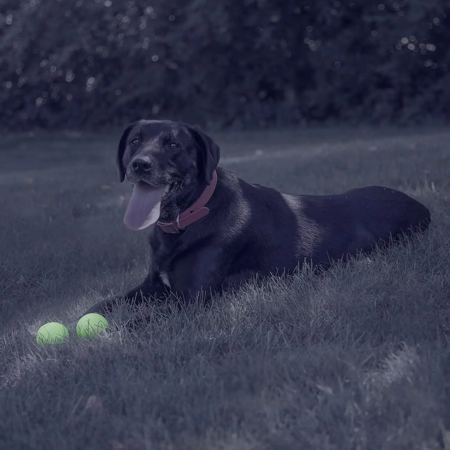 Glowing Fetch Ball Set for Dogs, 2-Piece Interactive Play Toy